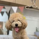 트리멍마마 이미지