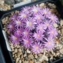 준요네집 이미지