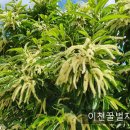 밤꿀채밀하고 내년을 준비하는 6월 꿀벌관리 이미지