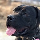 도그펠리스 이미지