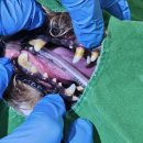 보담동물병원 이미지