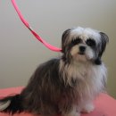 블레스펫 살롱 이미지