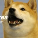 ShibainuKorea 이미지