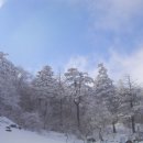 누꽃 Daum카페