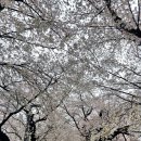 커뮤니티센터 및 공연장 주변거리 5 | 울산 작천정 벚꽃 축제 주차 및 실시간 개화 상황 ( 4월 5일까지 )