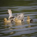 미운오리새끼 이미지