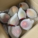 원월드 | 🍋[원월드] 애플망고 내돈내산 후기(feat. 후숙 안돼서 교환받은 후기)🥭