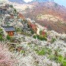 축제(동양화) 이미지