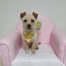 사파동225 이미지