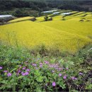 산내면 상황마을 이미지