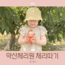 따기네 | 약산체리원 파주 체리따기 체험 재방문 후기