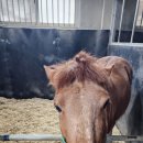 운용목장 이미지