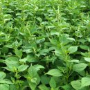 분꽃농장 이미지