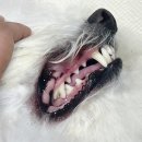 덴탈LED | [두카메디] 강아지 치약! 두카치카 셀케어 덴탈