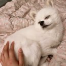댕냥점빵 | 강아지 수제간식쇼핑몰 완전 추천 댕냥점빵