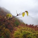 참색 이미지