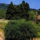 로즈마리 정원 이미지