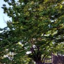 군자성황사지 이미지