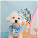 메리몰펫샵 이미지