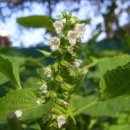 들깨의 효능 및 들깨가루의 효능 이미지