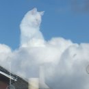 구름위의고양이 이미지