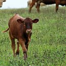 번영목장 이미지