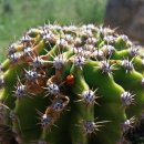 Ladybug, finding cactus? 🐞🌵 이미지