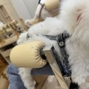 동물제중원금손이 동물병원 이미지