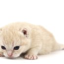 도도 동물병원 이미지