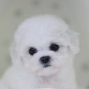 도그마루 강아지고양이 인천논현점 이미지