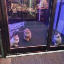 춘천남이섬애견가족전원마을펜션 이미지