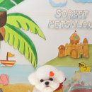 소르베 펫살롱 이미지