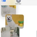 쵸코네묭실 이미지