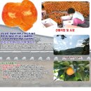 700328 Daum카페