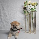 왕초켄넬 이미지