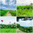 가양중국식품 | 상암동 산책 4부 - 하늘공원 코스모스 &amp; 우중산책