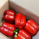 섭이네농장 | 오대산 평창 파프리카 당도 GOOD!