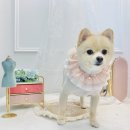 우주개스타 | 시흥 적극추천하는 애견미용 맛집 우주개스타 후기