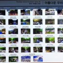 라제통문벚꽃길 이미지