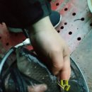 배내미낚시터 이미지