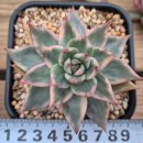 찐안동먼디 이미지