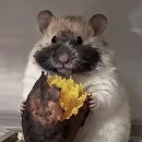 블루코코넛