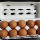 정란농장 이미지