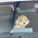 꼬망스펫 이미지