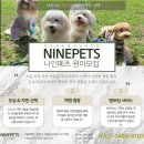 나인페츠 이미지