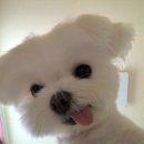 예뿐강아지 | 우소! 마지데?