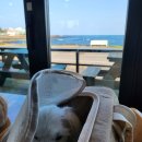 민경애견 이미지