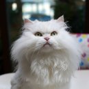 춘천 고양이집 이미지