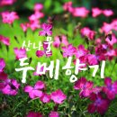오색산나물
