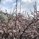 전주원동초등학교 | 2018 양산 원동매화축제 _ 꽃이피었나, 주차장